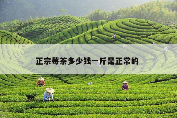 正宗莓茶多少钱一斤是正常的 