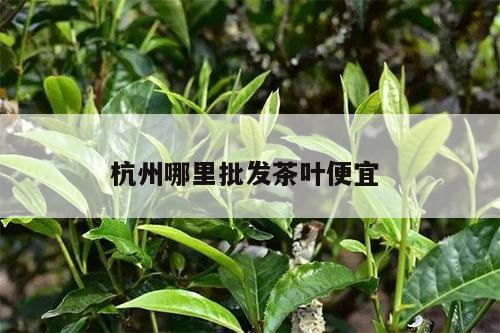 杭州哪里批发茶叶便宜 