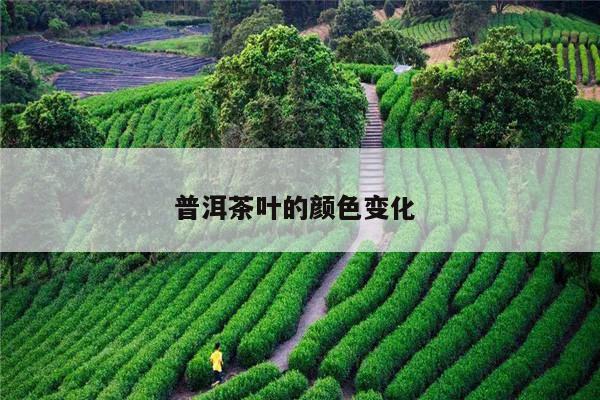 普洱茶叶的颜色变化 