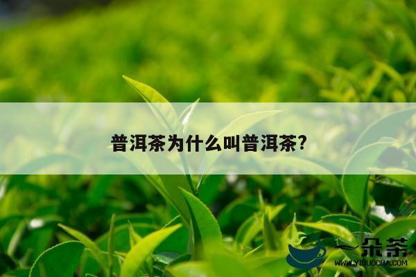 普洱茶为什么叫普洱茶?