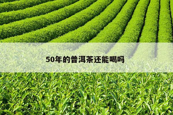 50年的普洱茶还能喝吗 