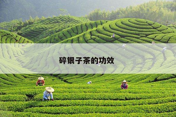 碎银子茶的功效 