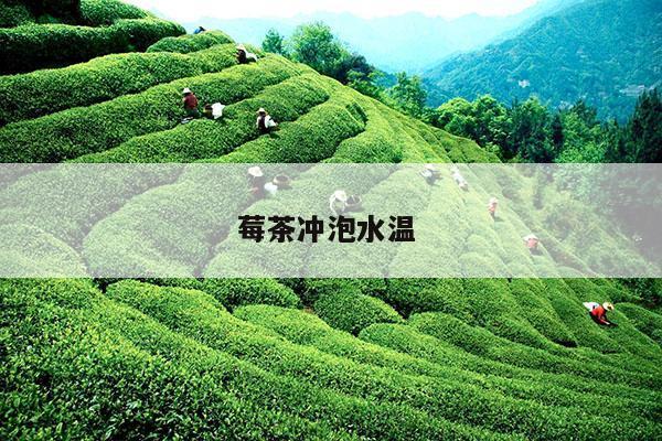 莓茶冲泡水温 