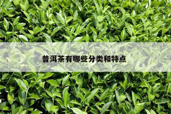 普洱茶有哪些分类和特点 