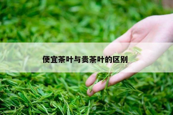 便宜茶叶与贵茶叶的区别 