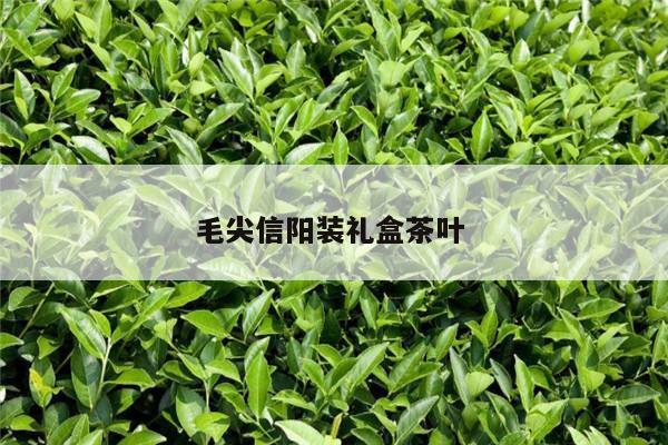 毛尖信阳装礼盒茶叶 