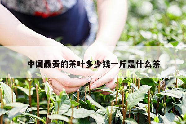 中国最贵的茶叶多少钱一斤是什么茶