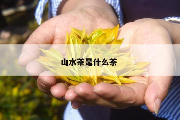 山水茶是什么茶 