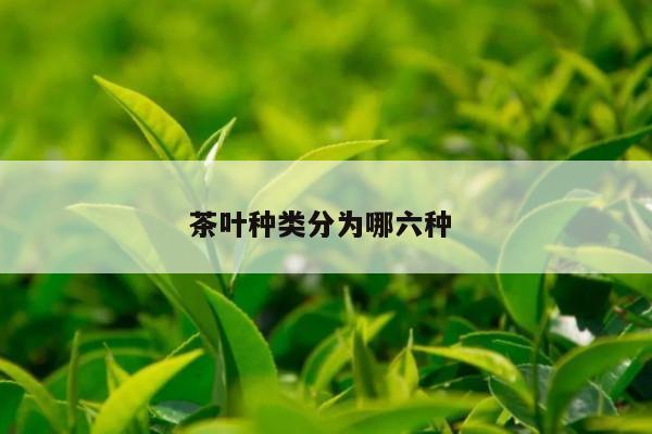 茶叶种类分为哪六种 