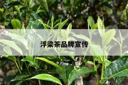 浮梁茶品牌宣传