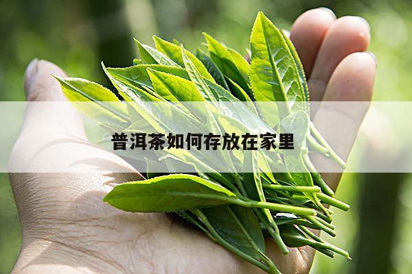 普洱茶如何存放在家里 