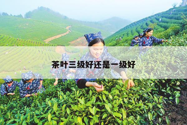 茶叶三级好还是一级好