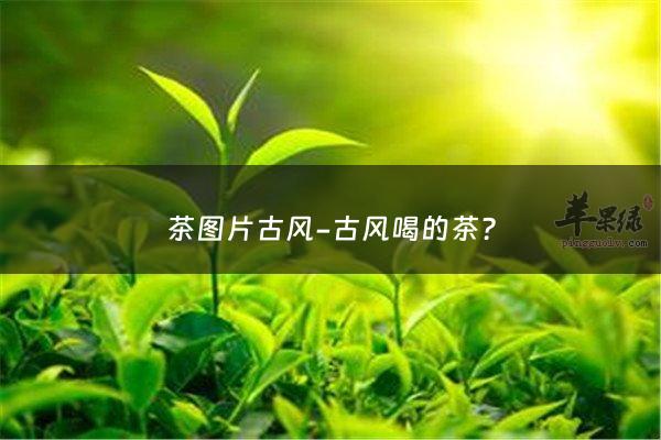 茶图片古风-古风喝的茶？