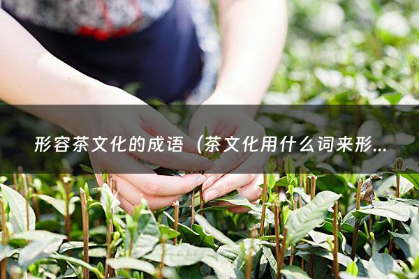 形容茶文化的成语（茶文化用什么词来形容）