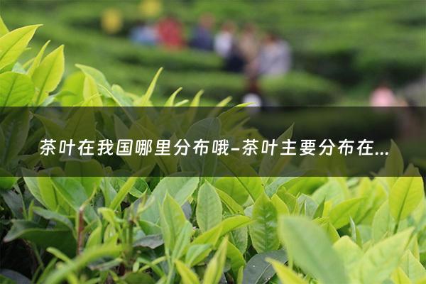 茶叶在我国哪里分布哦-茶叶主要分布在我国哪里