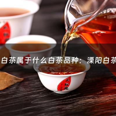 溧阳白茶属于什么白茶品种：溧阳白茶属于什么白茶(溧阳白茶是绿茶还是白茶溧阳白茶属于绿茶还是白茶)