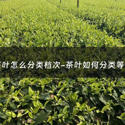 茶叶怎么分类档次-茶叶如何分类等级