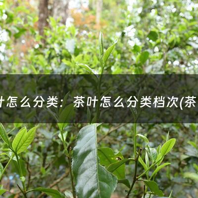 茶叶怎么分类：茶叶怎么分类档次(茶叶是怎么分级的？)