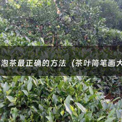 怎么泡茶最正确的方法（茶叶简笔画大全）