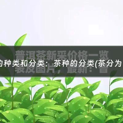 茶的种类和分类：茶种的分类(茶分为几大类型？)