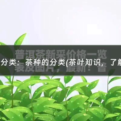 茶 分类：茶种的分类(茶叶知识，了解中国六大茶系，看完就懂了)