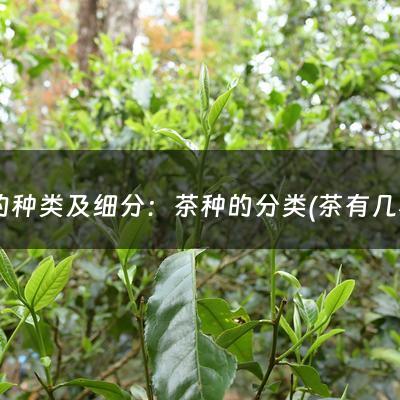 茶的种类及细分：茶种的分类(茶有几种类型？)