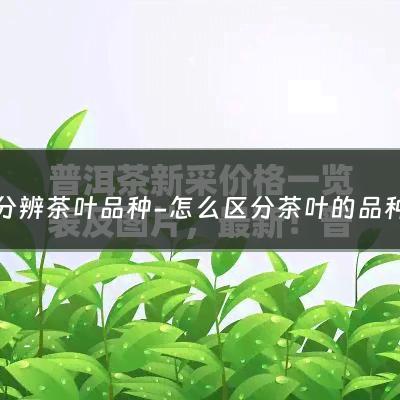 分辨茶叶品种-怎么区分茶叶的品种