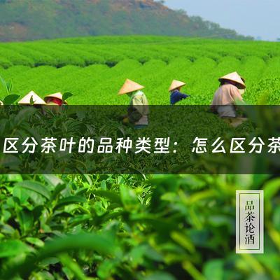 怎么区分茶叶的品种类型：怎么区分茶叶的品种(茶叶的种类是如何划分的)