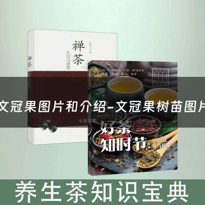 文冠果图片和介绍-文冠果树苗图片