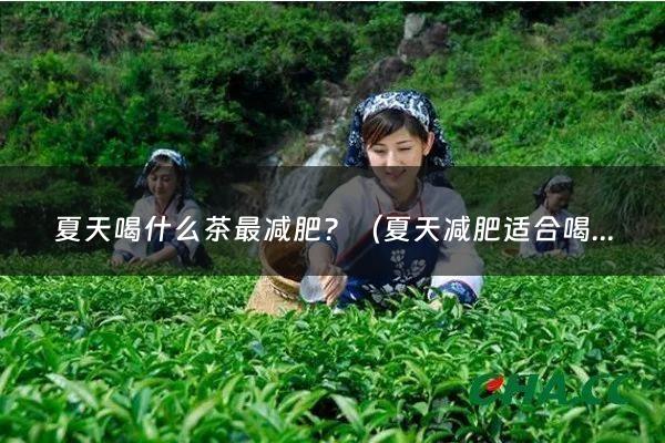 夏天喝什么茶最减肥？（夏天减肥适合喝什么茶）