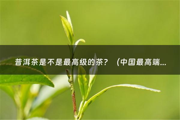 普洱茶是不是最高级的茶？（中国最高端茶叶哪三种）