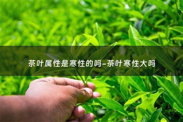 茶叶属性是寒性的吗-茶叶寒性大吗