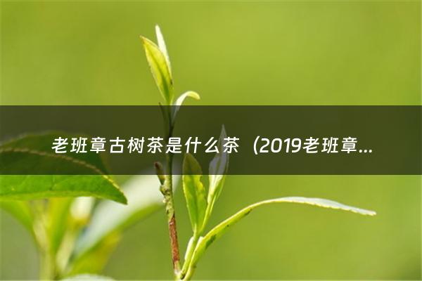 老班章古树茶是什么茶（2019老班章古树茶）