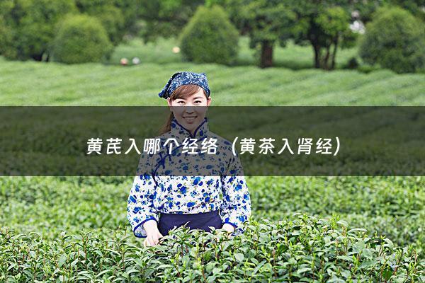 黄芪入哪个经络（黄茶入肾经）