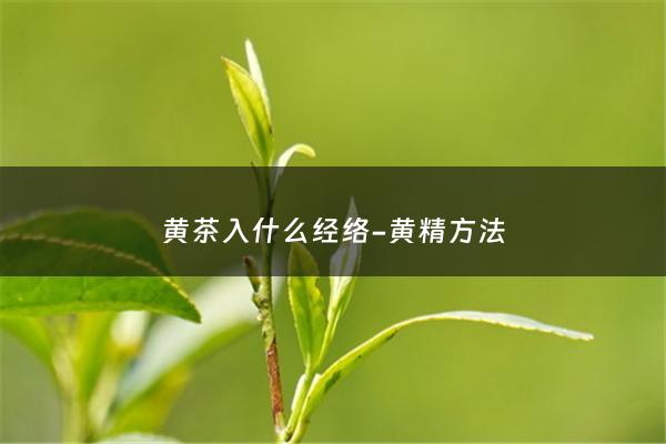 黄茶入什么经络-黄精方法