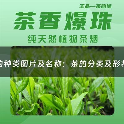 茶的种类图片及名称：茶的分类及形状(简述茶叶的分类，并列举每类茶叶的代表名品和特点)