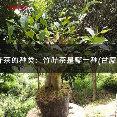 竹叶茶的种类：竹叶茶是哪一种(甘蔗竹叶茶有哪些功效作用？)