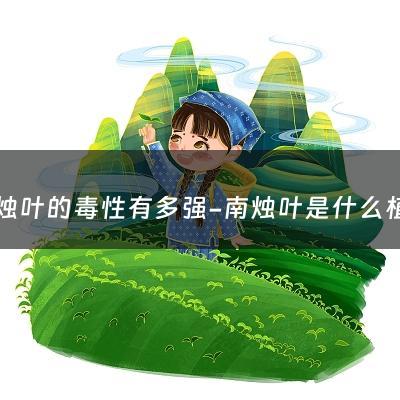 南烛叶的毒性有多强-南烛叶是什么植物