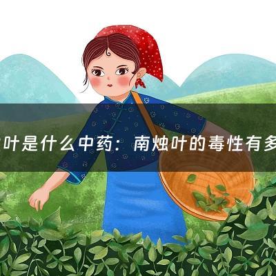 南烛叶是什么中药：南烛叶的毒性有多强(南烛叶功效与作用介绍)