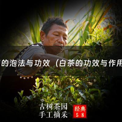 白茶的泡法与功效（白茶的功效与作用的功能与主治）