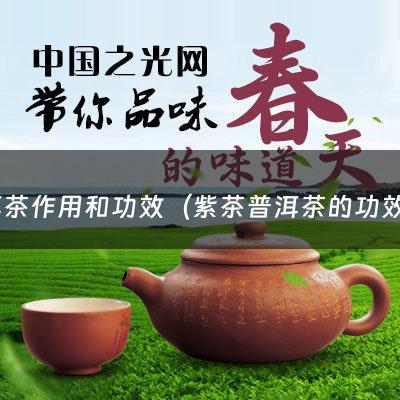 普洱茶作用和功效（紫茶普洱茶的功效与作用是什么呢）