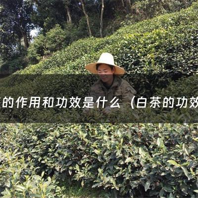 白茶的作用和功效是什么（白茶的功效与作用及禁忌5.1万阅读）