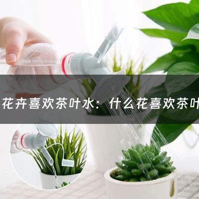 什么花卉喜欢茶叶水：什么花喜欢茶叶渣的土壤(碎茶叶可以放在花盆里的土里吗？)