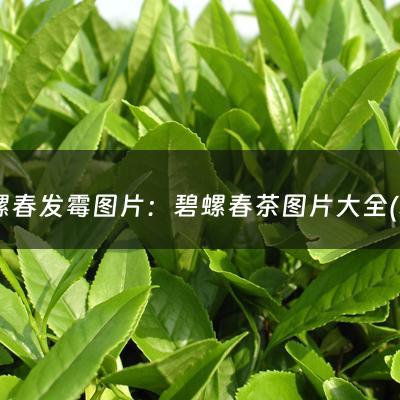 碧螺春发霉图片：碧螺春茶图片大全(碧螺春属于啥茶，特点是？)