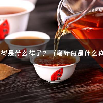 梧桐树是什么样子？（乌叶树是什么样子的图片和名称）