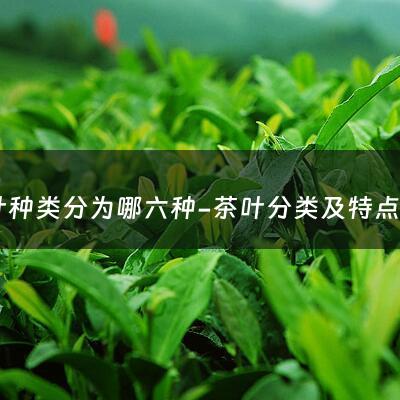 茶叶种类分为哪六种-茶叶分类及特点有哪些呢