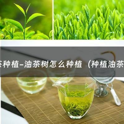 油茶种植-油茶树怎么种植（种植油茶树管理与技术）