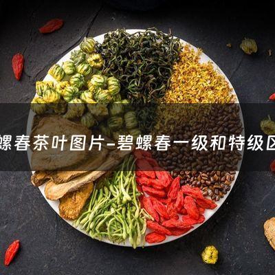 碧螺春茶叶图片-碧螺春一级和特级区别